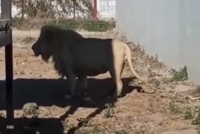 León devora cachorro en Tuzoofari