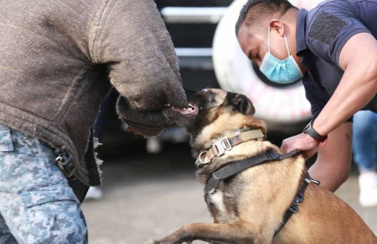 Unidad canina de Mineral de la Reforma