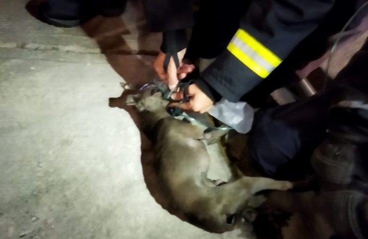 Bomberos rescatan mascotas de incendio en Pachuca