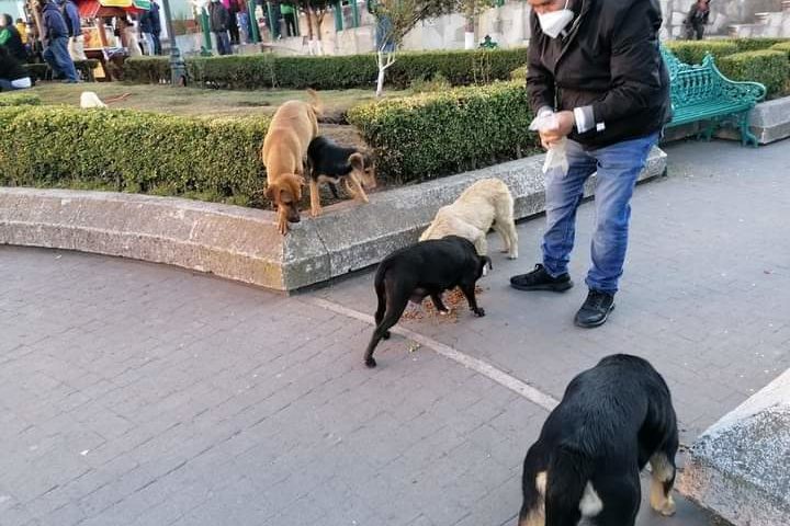 Alcalde del Real aparenta que ayuda a los perros de la calle