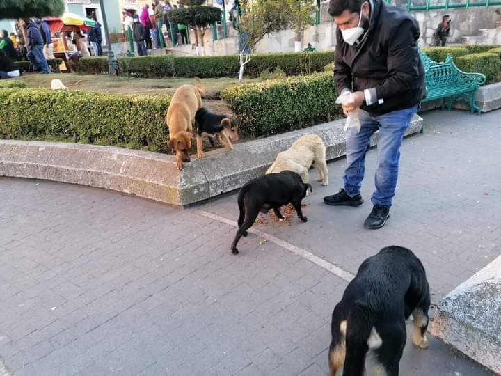 Alcalde del Real aparenta que ayuda a los perros de la calle