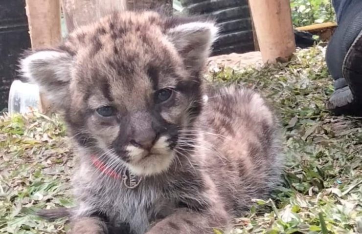 Rescatan cachorros de puma en Tlanchinol