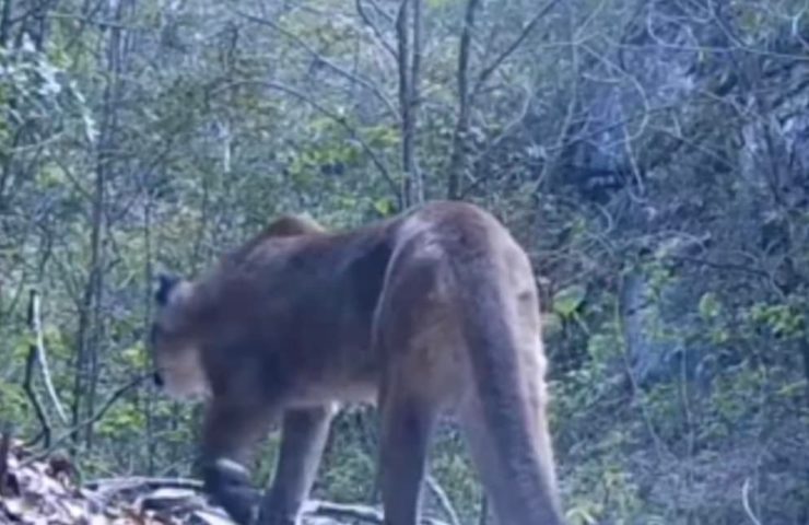 Captan puma en Tlahuiltepa