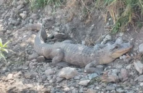 Cocodrilo causa temor en Francisco I. Madero