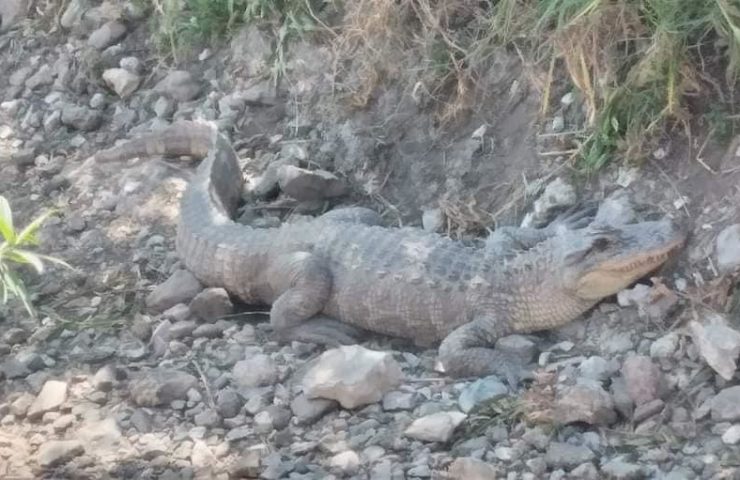 Cocodrilo causa temor en Francisco I. Madero