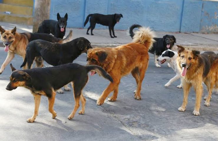 Jauría de perros ataca hombre en Pachuca