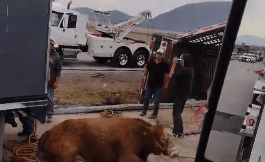 Vuelca tráiler cargado con reses en el Arco Norte