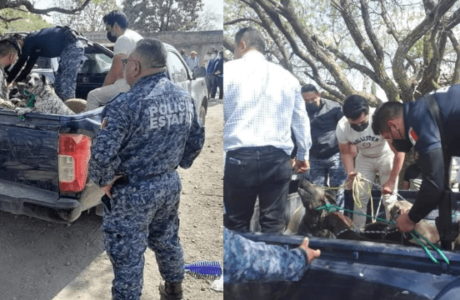 Perros que mataron mujer en Ajacuba eran criados