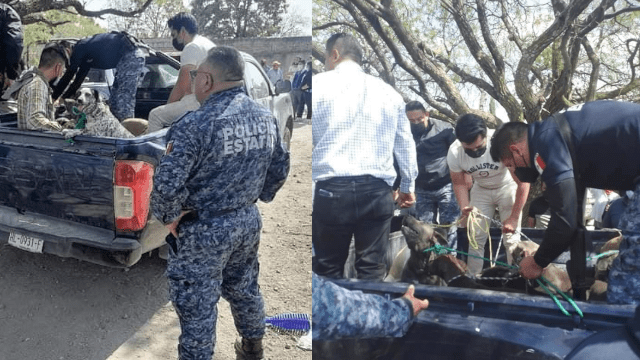 Perros que mataron mujer en Ajacuba eran criados