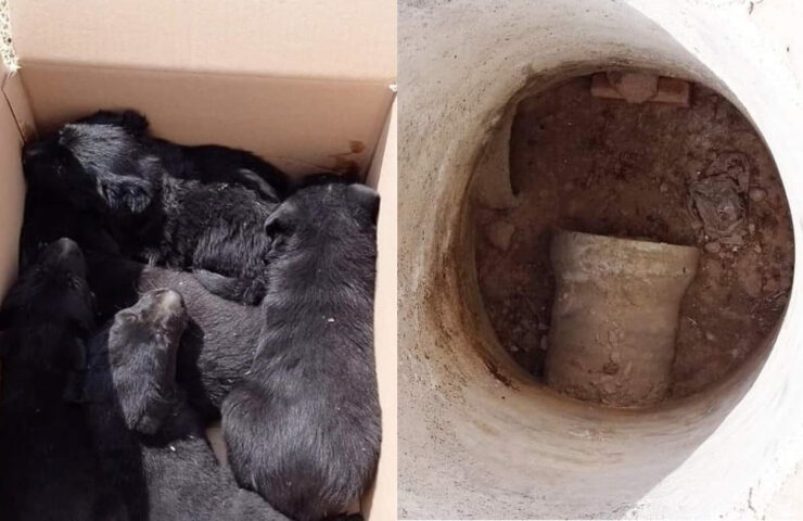 Bomberos rescatan cachorros en Pachuca