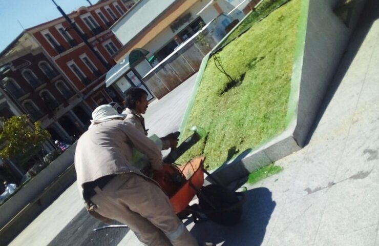 Trabajadores del ayuntamiento pintan el pasto seco de color verde