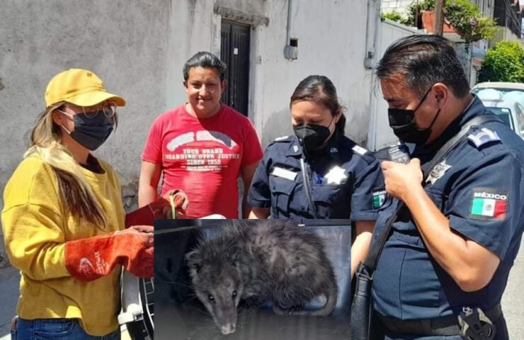 Rescatan bebé tlacuache en Pachuca