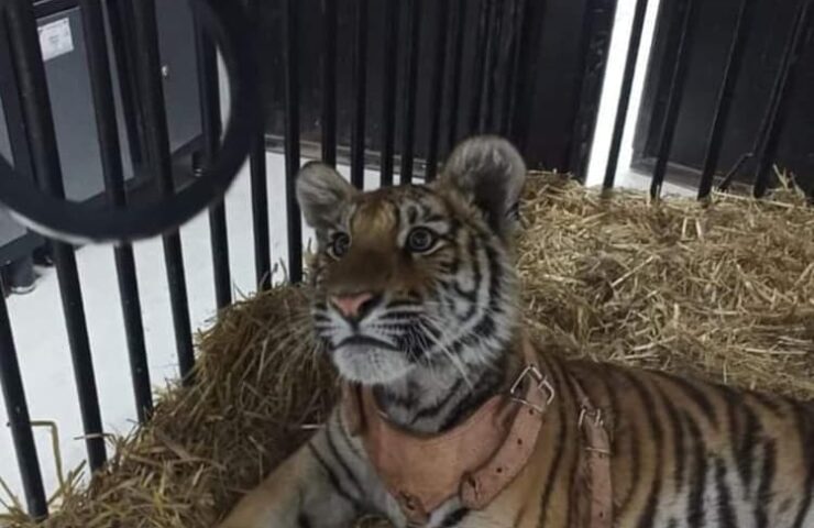 Tigre rescatado en Tizayuca