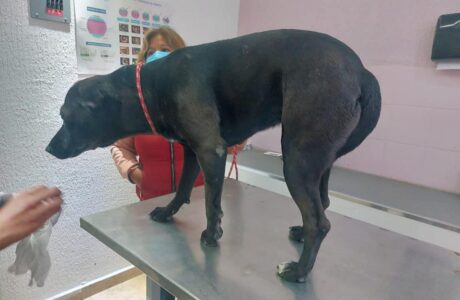 Una perrita de color negro en una mesa veterinaria después de ser atacada en Actopan