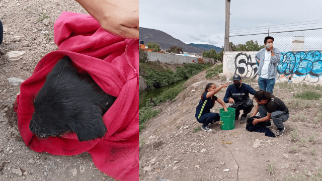 Un cachorro envuelto después de ser rescatado por activistas y protección civil en Pachuca